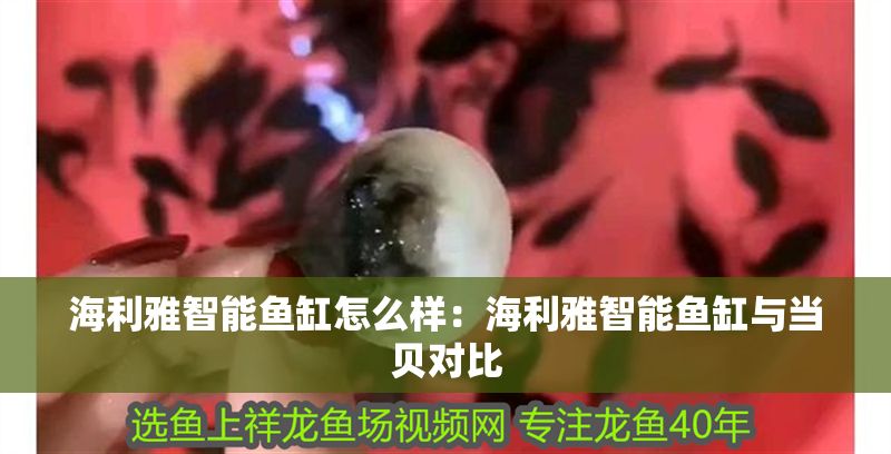 海利雅智能魚缸怎么樣：海利雅智能魚缸與當貝對比
