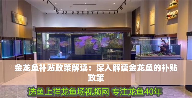 金龍魚補貼政策解讀：深入解讀金龍魚的補貼政策