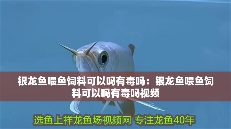 銀龍魚喂魚飼料可以嗎有毒嗎：銀龍魚喂魚飼料可以嗎有毒嗎視頻