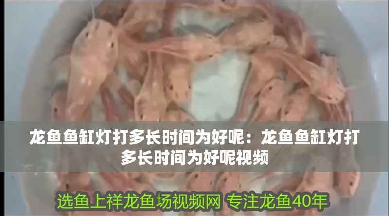 龍魚魚缸燈打多長時間為好呢：龍魚魚缸燈打多長時間為好呢視頻