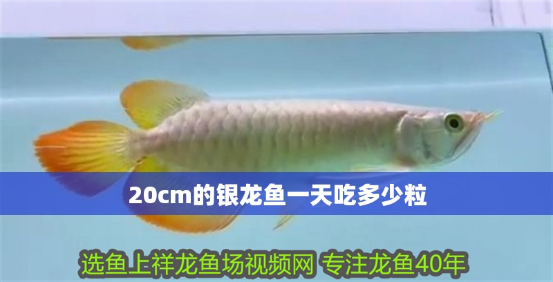 20cm的銀龍魚一天吃多少粒
