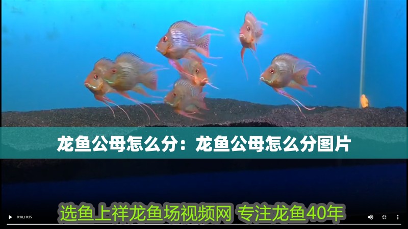 龍魚公母怎么分：龍魚公母怎么分圖片