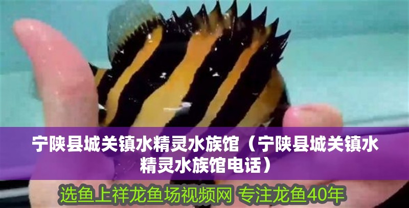 寧陜縣城關(guān)鎮(zhèn)水精靈水族館（寧陜縣城關(guān)鎮(zhèn)水精靈水族館電話）
