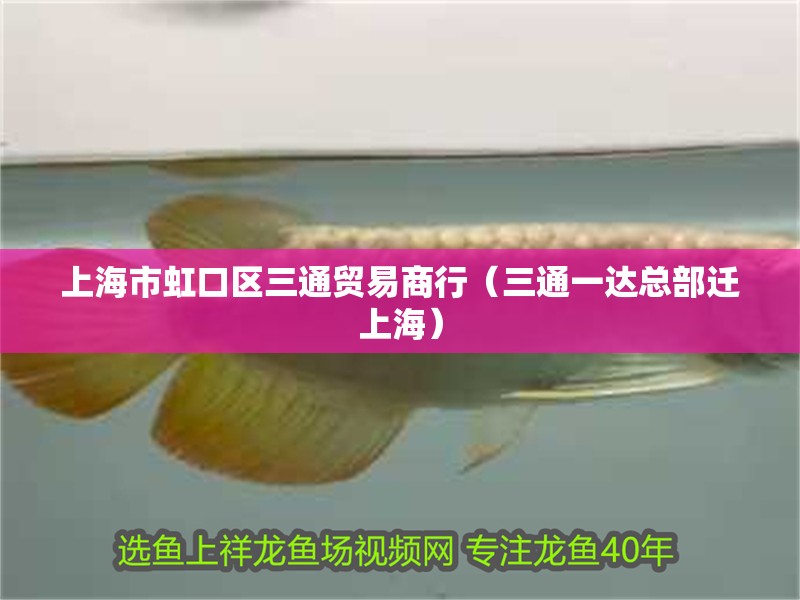 慈鯛魚缸造景60過濾：60公分的慈鯛魚缸造景和選擇合適的過濾系統(tǒng)是什么