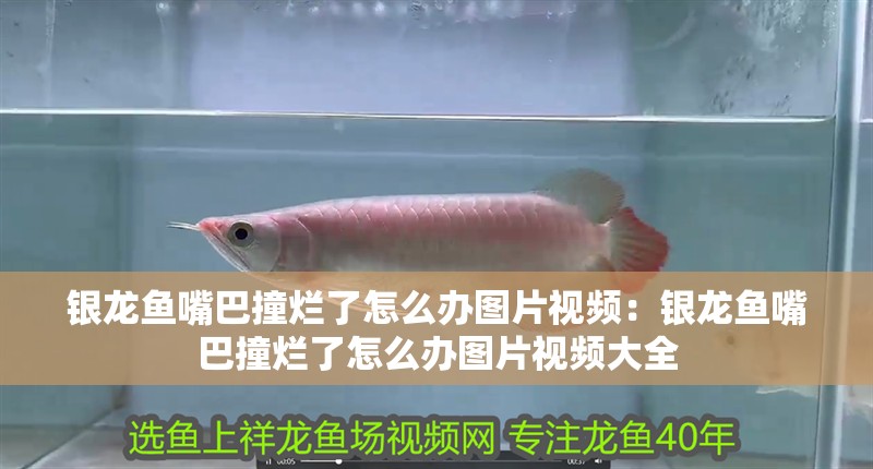 銀龍魚嘴巴撞爛了怎么辦圖片視頻：銀龍魚嘴巴撞爛了怎么辦圖片視頻大全