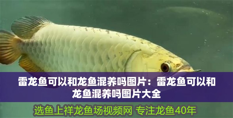雷龍魚可以和龍魚混養嗎圖片：雷龍魚可以和龍魚混養嗎圖片大全