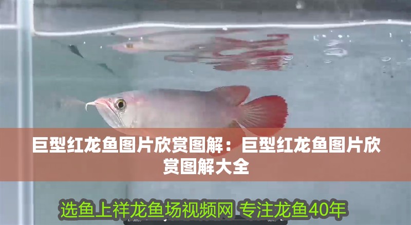 巨型紅龍魚圖片欣賞圖解：巨型紅龍魚圖片欣賞圖解大全