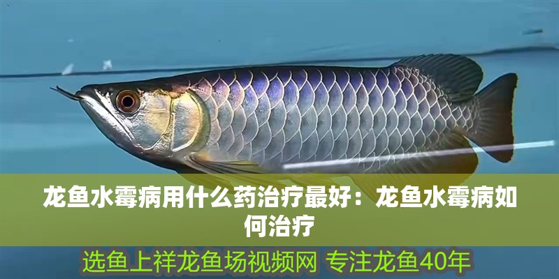 龍魚水霉病用什么藥治療最好：龍魚水霉病如何治療