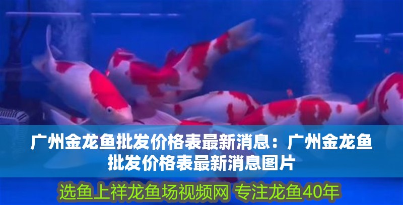 廣州金龍魚批發價格表最新消息：廣州金龍魚批發價格表最新消息圖片