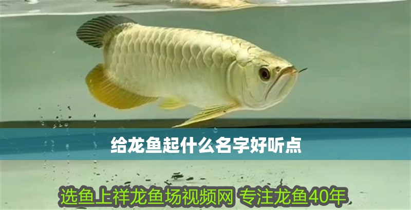 給龍魚(yú)起什么名字好聽(tīng)點(diǎn)