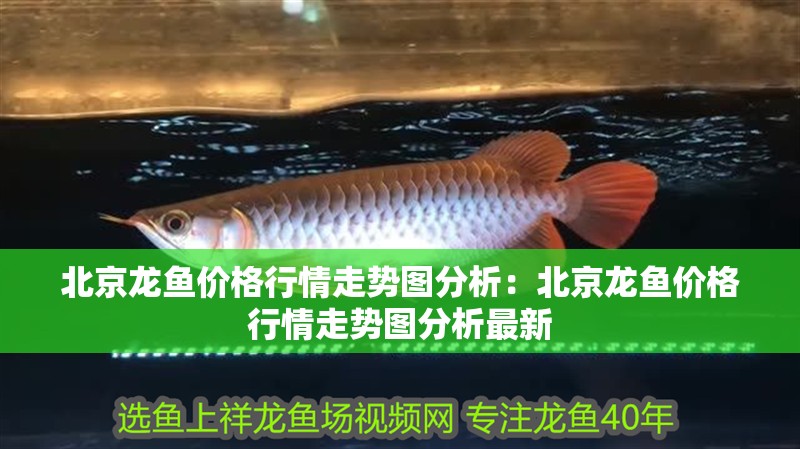 北京龍魚價格行情走勢圖分析：北京龍魚價格行情走勢圖分析最新