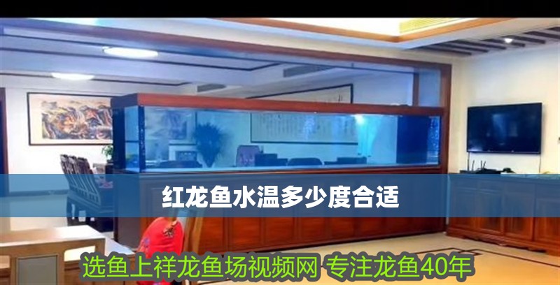 紅龍魚水溫多少度合適 紅龍魚水溫多少度合適 龍魚百科 第2張