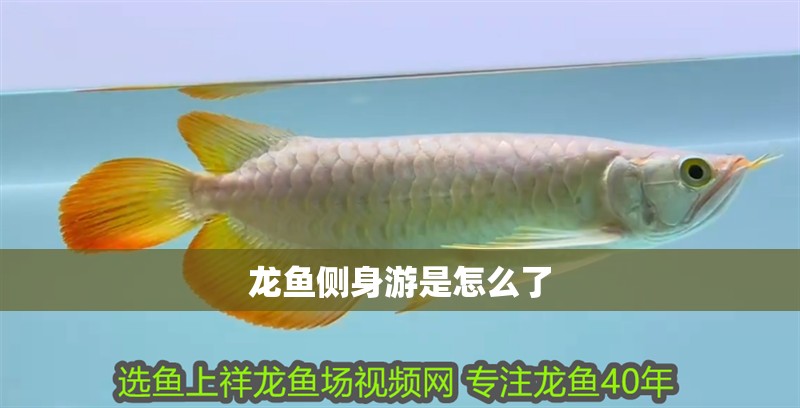 龍魚側身游是怎么了