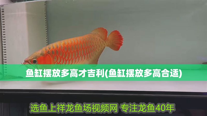 魚缸擺放多高才吉利(魚缸擺放多高合適)