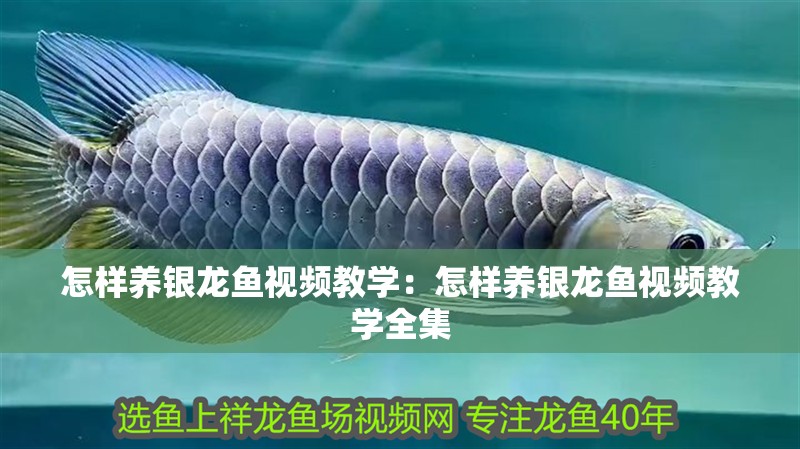怎樣養銀龍魚視頻教學：怎樣養銀龍魚視頻教學全集
