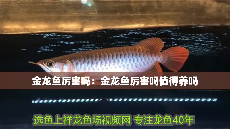金龍魚厲害嗎：金龍魚厲害嗎值得養嗎