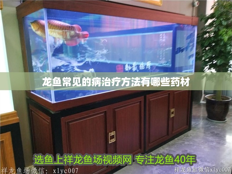 龍魚常見的病治療方法有哪些藥材