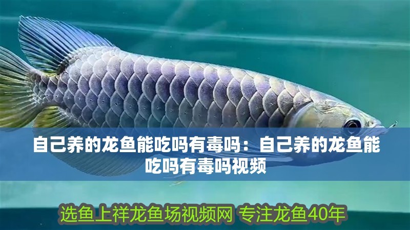 自己養的龍魚能吃嗎有毒嗎：自己養的龍魚能吃嗎有毒嗎視頻