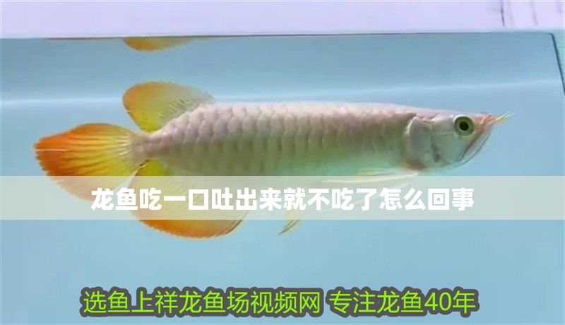 龍魚吃一口吐出來就不吃了怎么回事