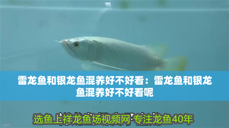 雷龍魚和銀龍魚混養好不好看：雷龍魚和銀龍魚混養好不好看呢
