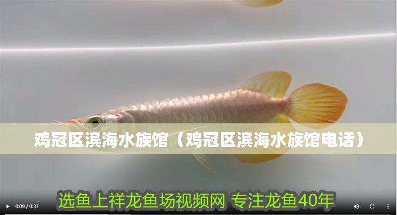 雞冠區濱海水族館（雞冠區濱海水族館電話）