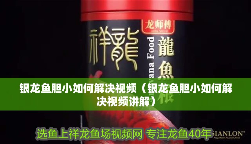 銀龍魚膽小如何解決視頻（銀龍魚膽小如何解決視頻講解）
