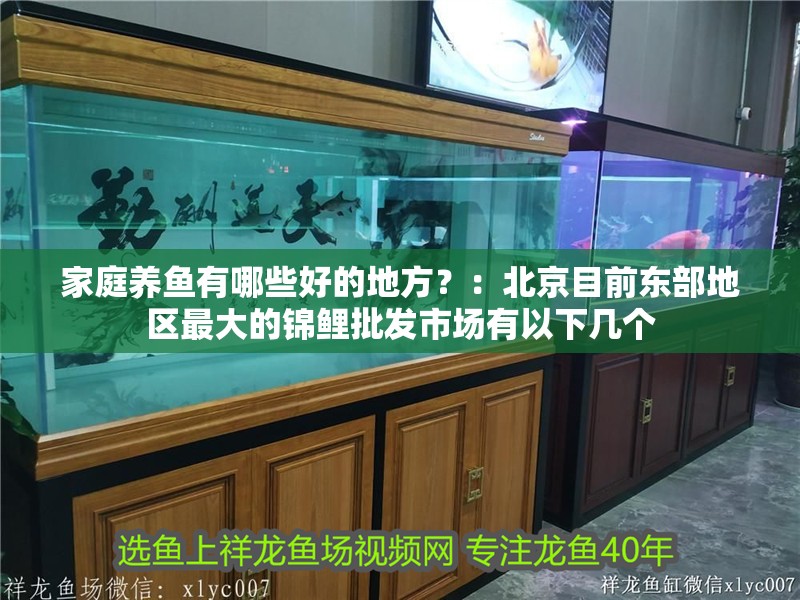 家庭養(yǎng)魚有哪些好的地方？：北京目前東部地區(qū)最大的錦鯉批發(fā)市場有以下幾個