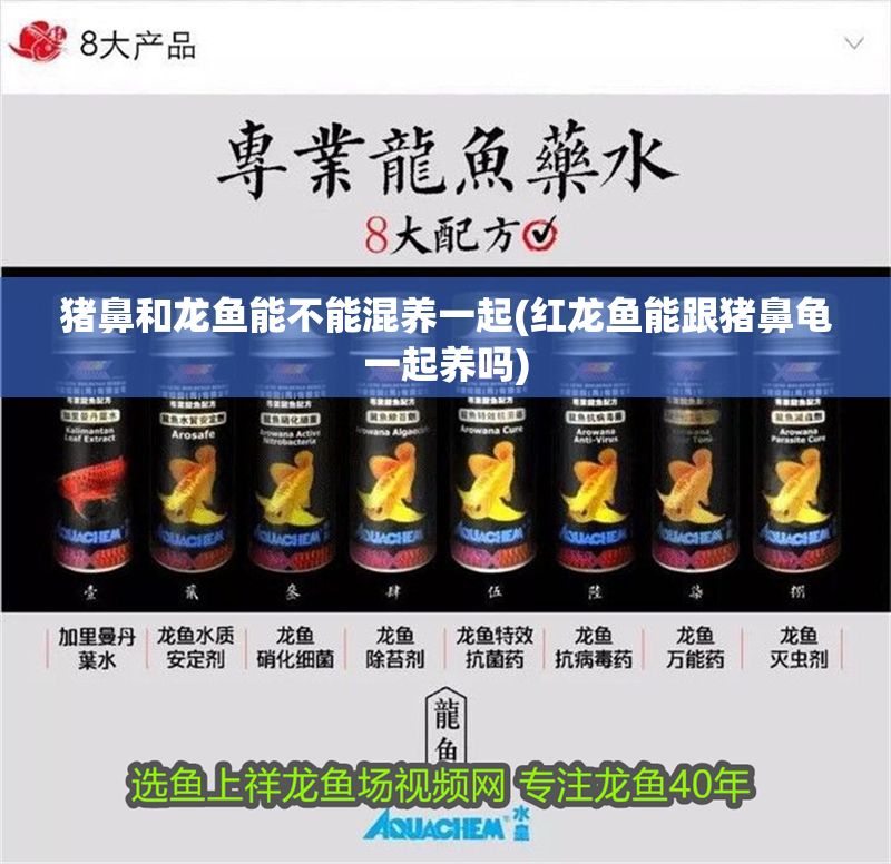 豬鼻和龍魚能不能混養一起(紅龍魚能跟豬鼻龜一起養嗎)