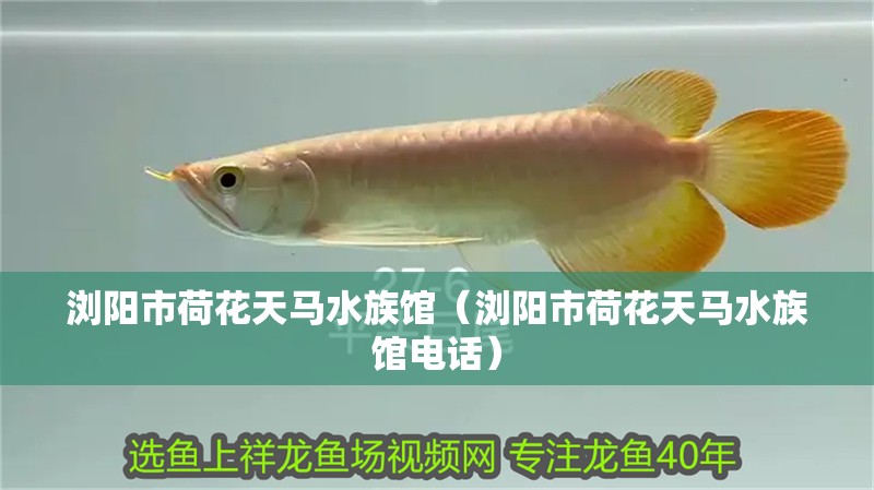 漢霸魚缸官網電話（漢霸魚缸售后服務電話）