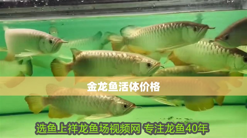 金龍魚活體價格