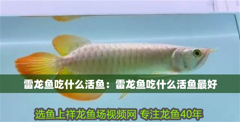雷龍魚(yú)吃什么活魚(yú)：雷龍魚(yú)吃什么活魚(yú)最好