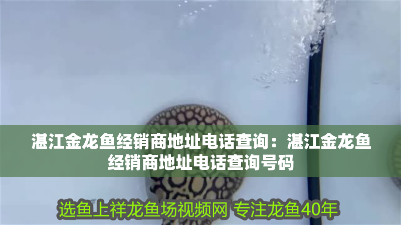 湛江金龍魚經銷商地址電話查詢：湛江金龍魚經銷商地址電話查詢號碼