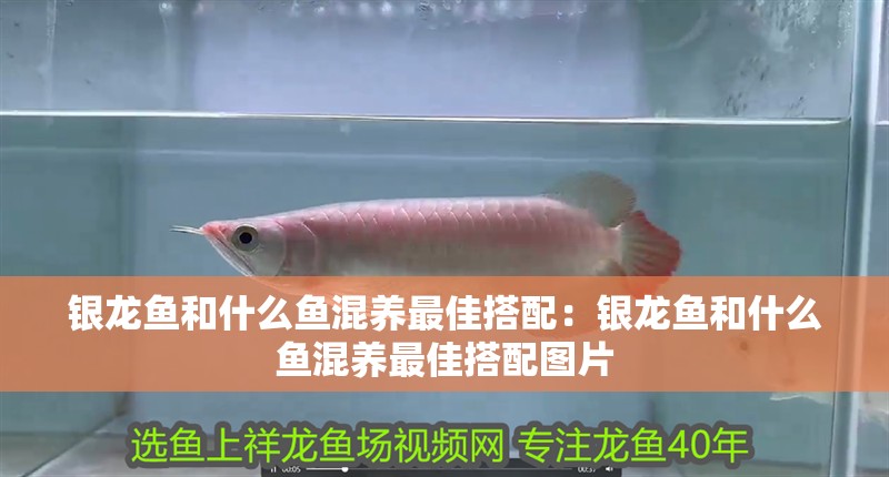 銀龍魚和什么魚混養最佳搭配：銀龍魚和什么魚混養最佳搭配圖片