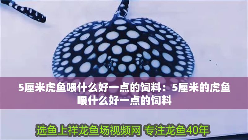 5厘米虎魚喂什么好一點的飼料：5厘米的虎魚喂什么好一點的飼料