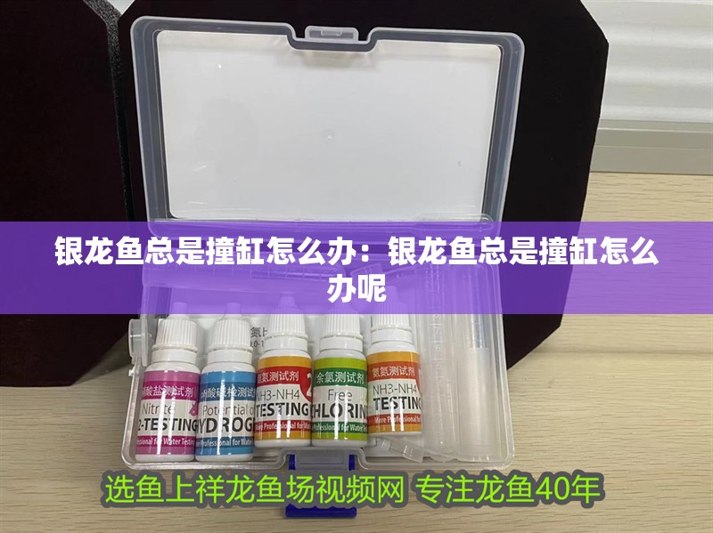 銀龍魚總是撞缸怎么辦：銀龍魚總是撞缸怎么辦呢