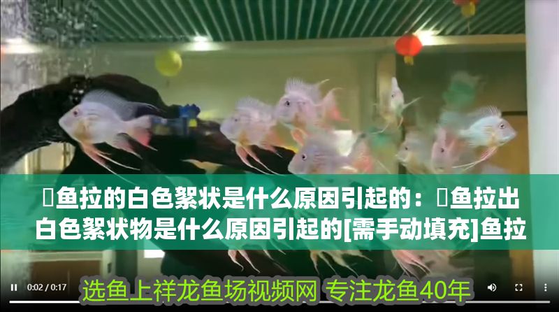 魟魚拉的白色絮狀是什么原因引起的：魟魚拉出白色絮狀物是什么原因引起的[需手動填充]魚拉出的白色絮狀物是什么 魟魚拉的白色絮狀是什么原因引起的：魟魚拉出白色絮狀物是什么原因引起的[需手動填充]魚拉出的白色絮狀物是什么 魟魚百科 第2張