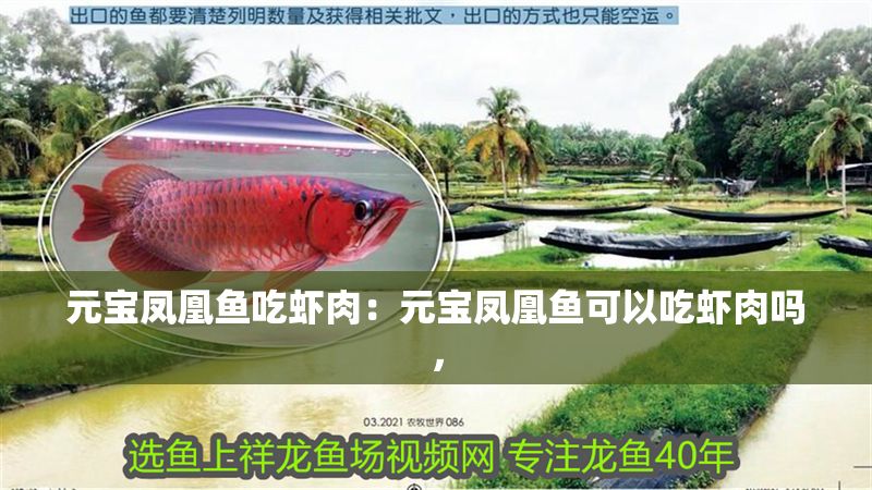 元寶鳳凰魚吃蝦肉：元寶鳳凰魚可以吃蝦肉嗎，