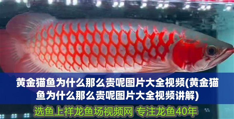 黃金貓魚為什么那么貴呢圖片大全視頻(黃金貓魚為什么那么貴呢圖片大全視頻講解)