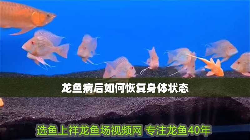 龍魚病后如何恢復身體狀態