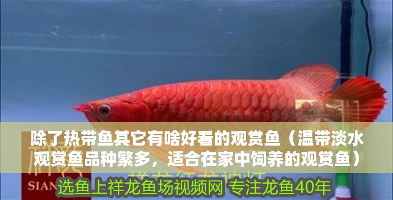 除了熱帶魚其它有啥好看的觀賞魚（溫帶淡水觀賞魚品種繁多，適合在家中飼養的觀賞魚）