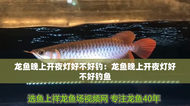 龍魚晚上開夜燈好不好釣:龍魚晚上開夜燈好不好釣魚 水族問答 龍魚晚上開夜燈好不好釣:龍魚晚上開夜燈好不好釣魚 龍魚晚上開夜燈好不好釣:龍魚晚上開夜燈好不好釣魚 水族問答