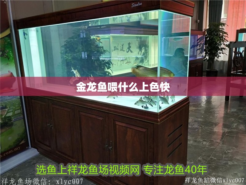 金龍魚喂什么上色快
