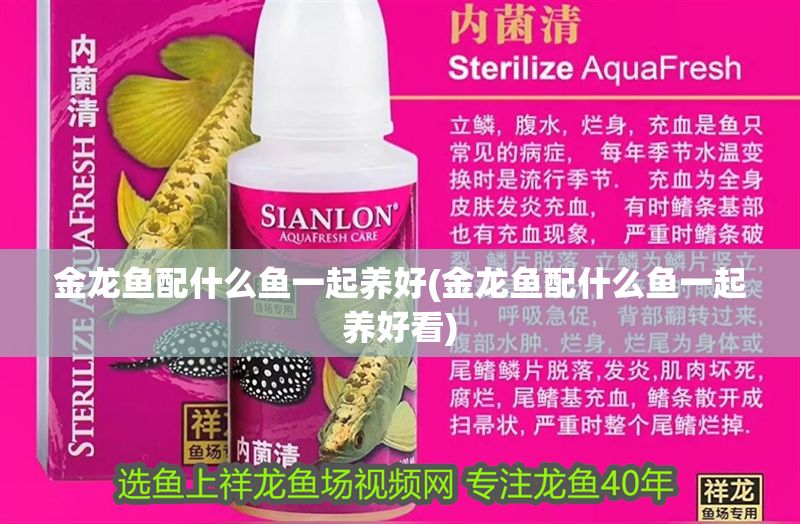 金龍魚配什么魚一起養(yǎng)好(金龍魚配什么魚一起養(yǎng)好看)