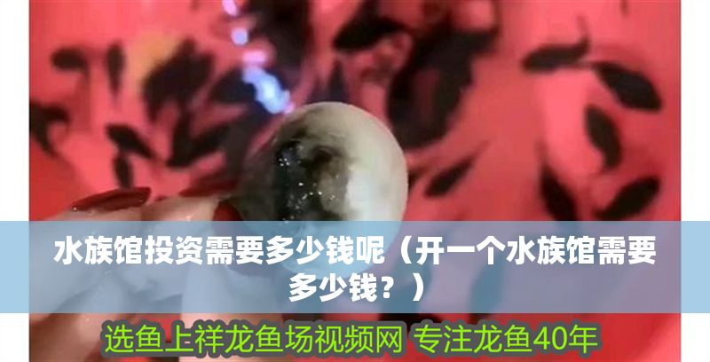 水族館投資需要多少錢呢（開一個水族館需要多少錢？）