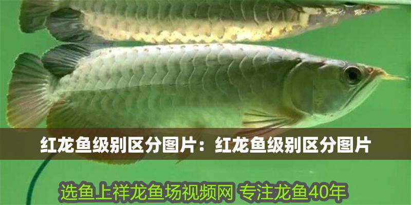 紅龍魚(yú)級(jí)別區(qū)分圖片：紅龍魚(yú)級(jí)別區(qū)分圖片