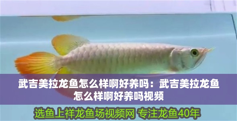 武吉美拉龍魚怎么樣啊好養嗎：武吉美拉龍魚怎么樣啊好養嗎視頻