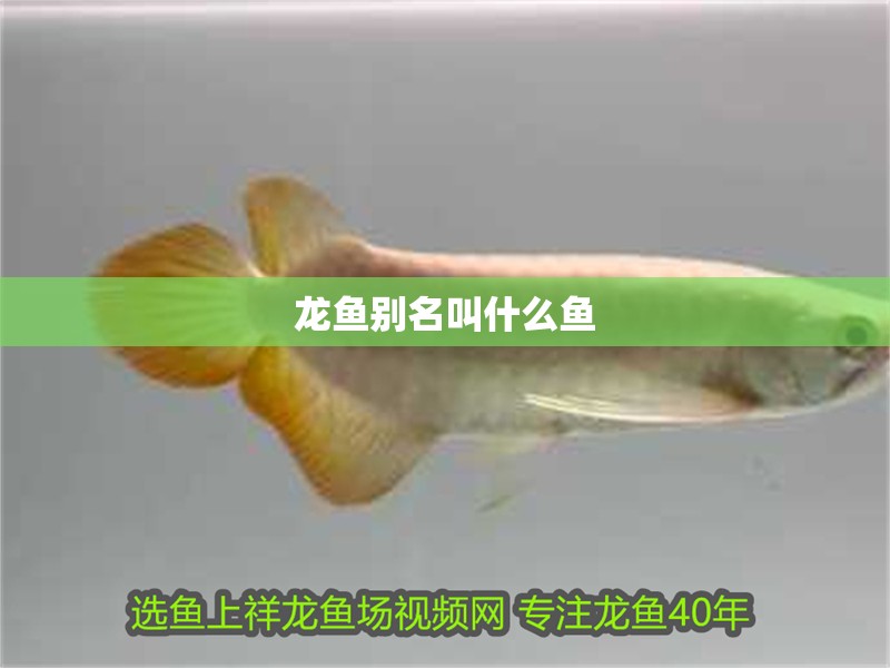 龍魚(yú)別名叫什么魚(yú)