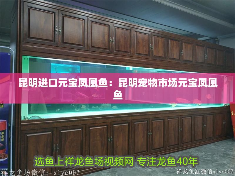 昆明進(jìn)口元寶鳳凰魚(yú)：昆明寵物市場(chǎng)元寶鳳凰魚(yú)