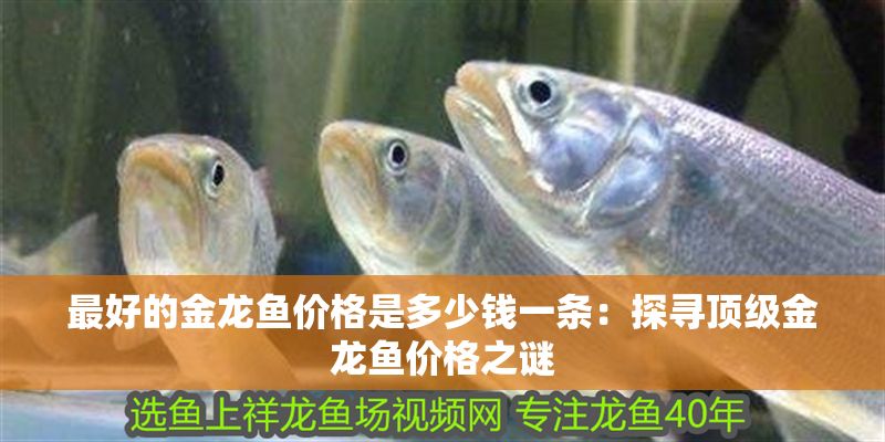 最好的金龍魚價格是多少錢一條：探尋頂級金龍魚價格之謎