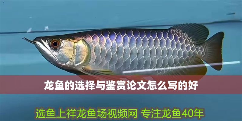 龍魚的選擇與鑒賞論文怎么寫的好 龍魚百科 第2張 龍魚的選擇與鑒賞論文怎么寫的好 龍魚的選擇與鑒賞論文怎么寫的好 龍魚百科 第2張